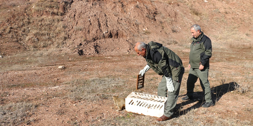 siirtte-tuzaga-dusen-yaban-kedisi-dogaya-salindi-(3).jpg