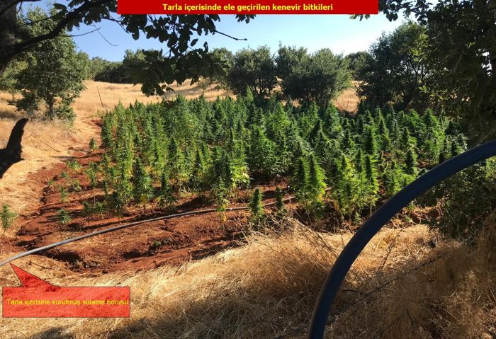 son-bir-ayda-yakalanan-kok-kenevir-bitkisi-bilancosu.jpg