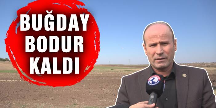 Diyarbakır’da buğday filizlenmedi