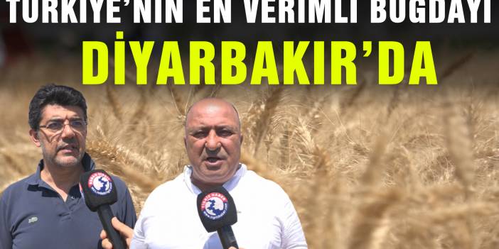 Türkiye’nin en verimli buğdayı Diyarbakır’da