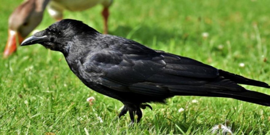 Kuşların en zekisinin karga olduğu tespit edildi