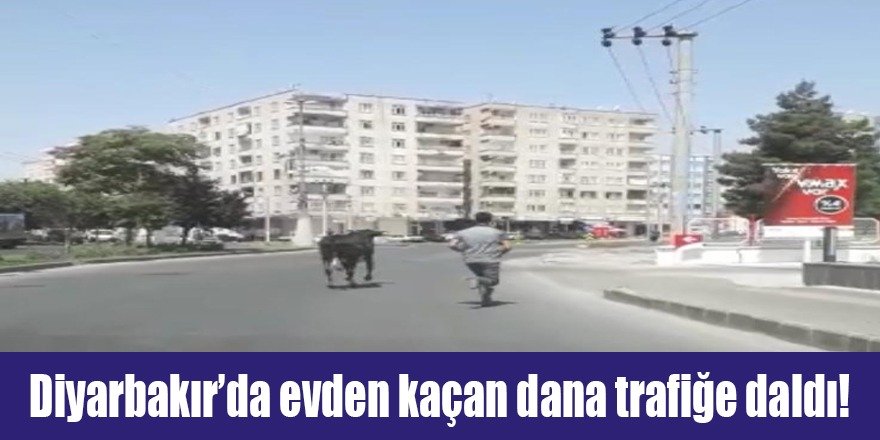 Diyarbakır’da evden kaçan dana trafiğe daldı!
