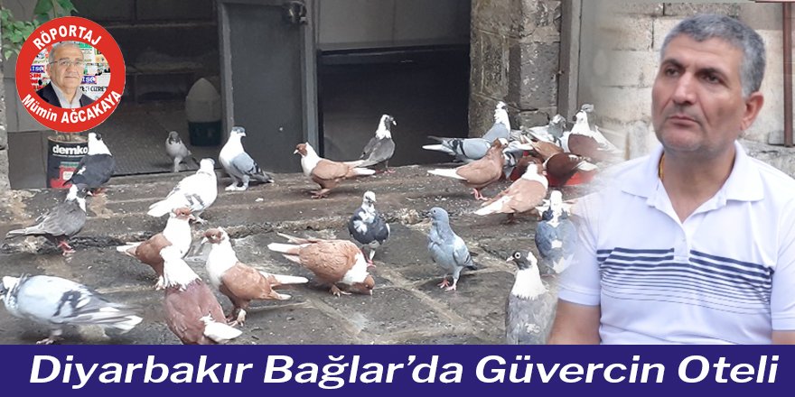 Diyarbakır Bağlar’da Güvercin Oteli