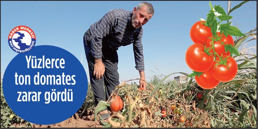 Domateslerin suçu ne!