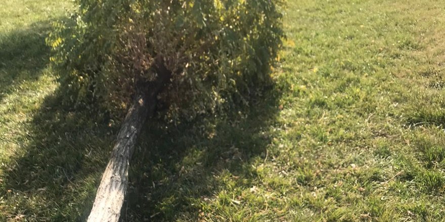 Diyarbakır’da lüks sitede kesilen ağaçlar tepkiye neden oldu