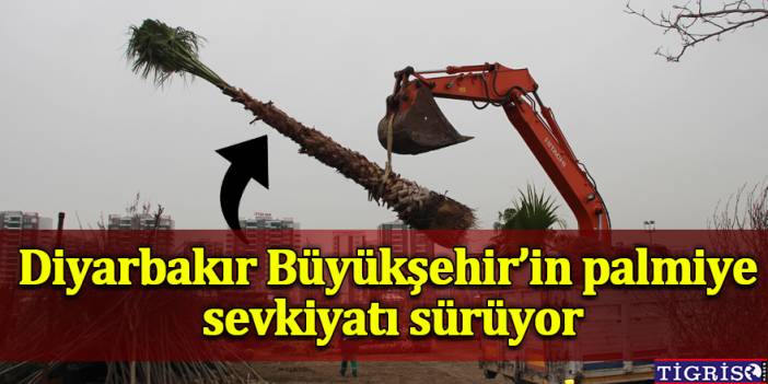 Diyarbakır Büyükşehir’in palmiye sevkiyatı sürüyor